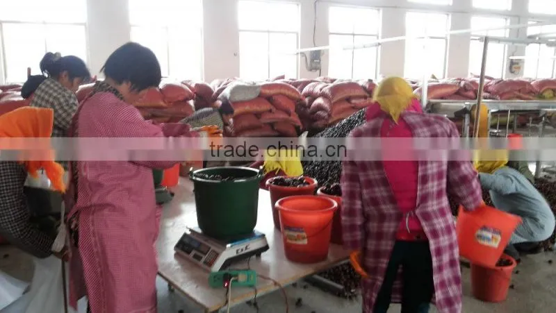 chinese chestnut