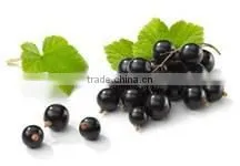 Black Currant Fruit p.e.