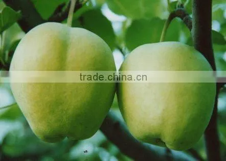 green ya pear