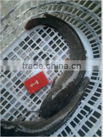 high quality farm catfish frozen