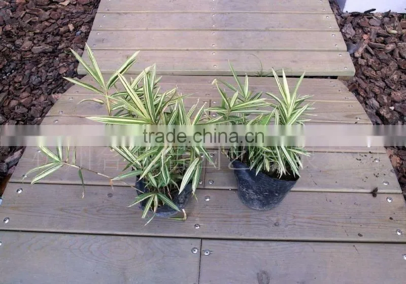 Perennial plants bamboo seedling