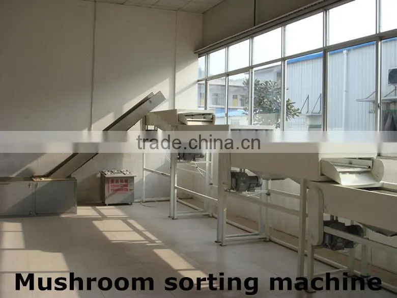 2015 Chines new crop shiitake mushroom ,Top nutrition White flower mushroom