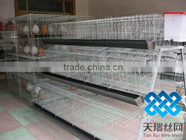 Layer chicken cage (factory)