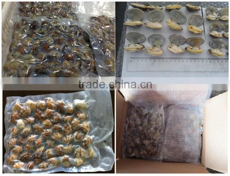 2016 new season frozen vacuum packed Short Necked Clam