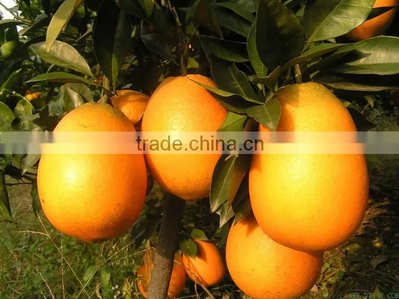 Low price Navel orange in china