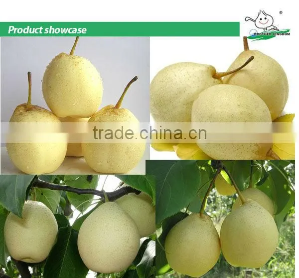 Sell Pear/Ya pear/Fresh ya pear
