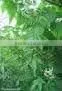 Nirgundi Extract ( Oil Soluble )