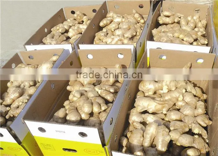Bulk fresh ginger in carton package