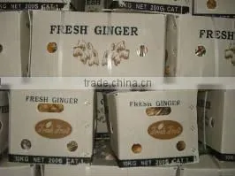 chinese fresh ginger