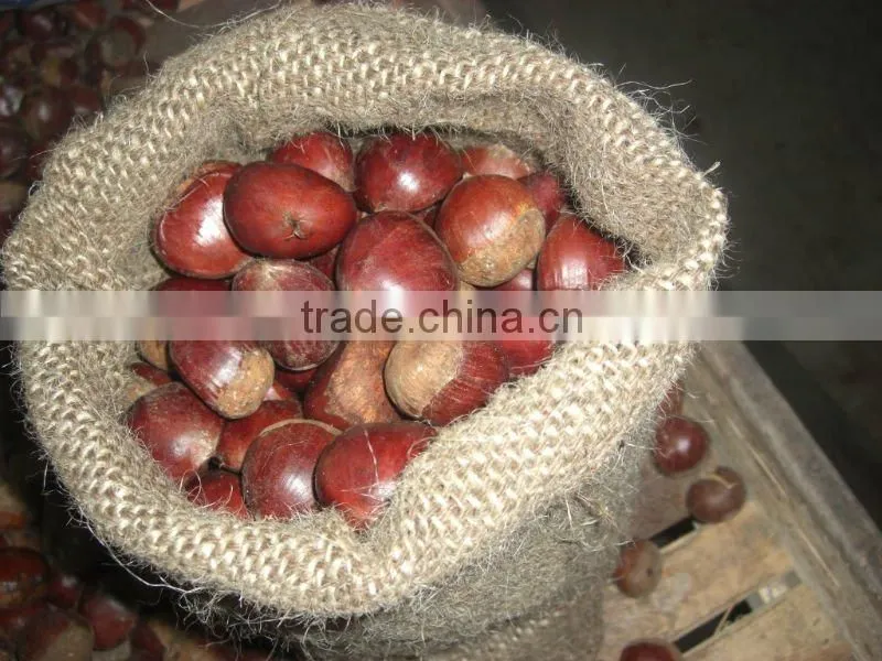 chestnut from china