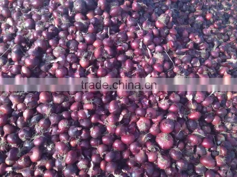 super quality grade a egyptian onions
