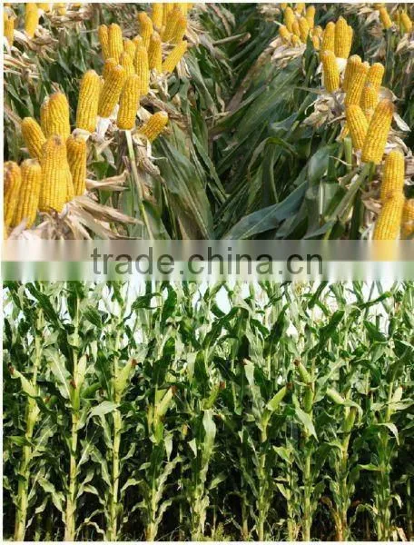 Global mini corn combine harvester