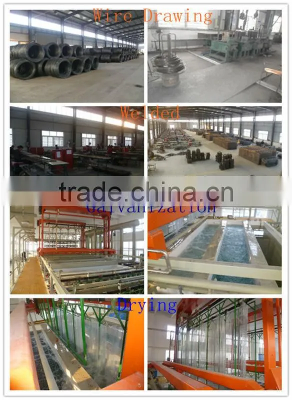 layer chicken poultry house