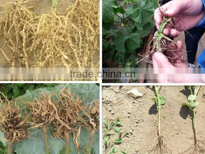 Organic Chitosan Oligosaccharide Fertilizer