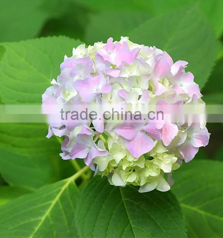 Low price Cheapest hydrangea flowers bonsai