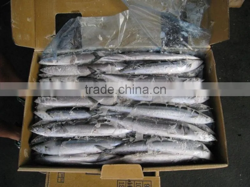 frozen saury