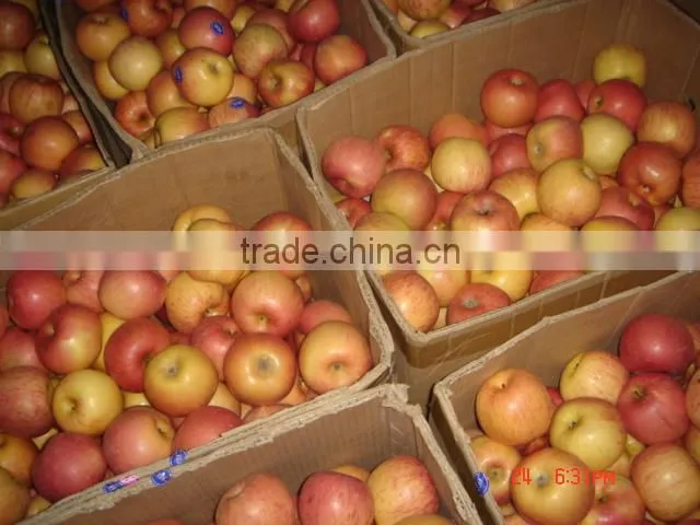 2014 new crop Fuji apple