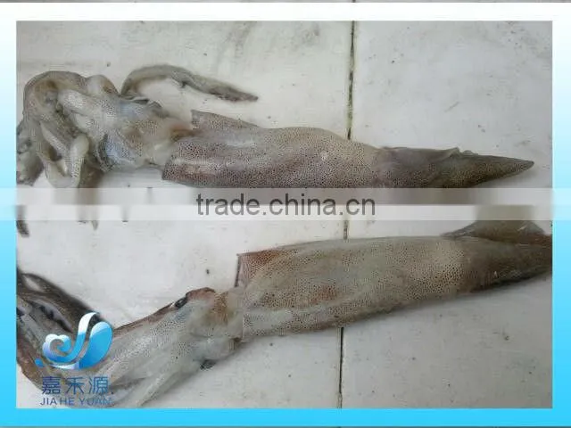 Frozen whole Illex Squid