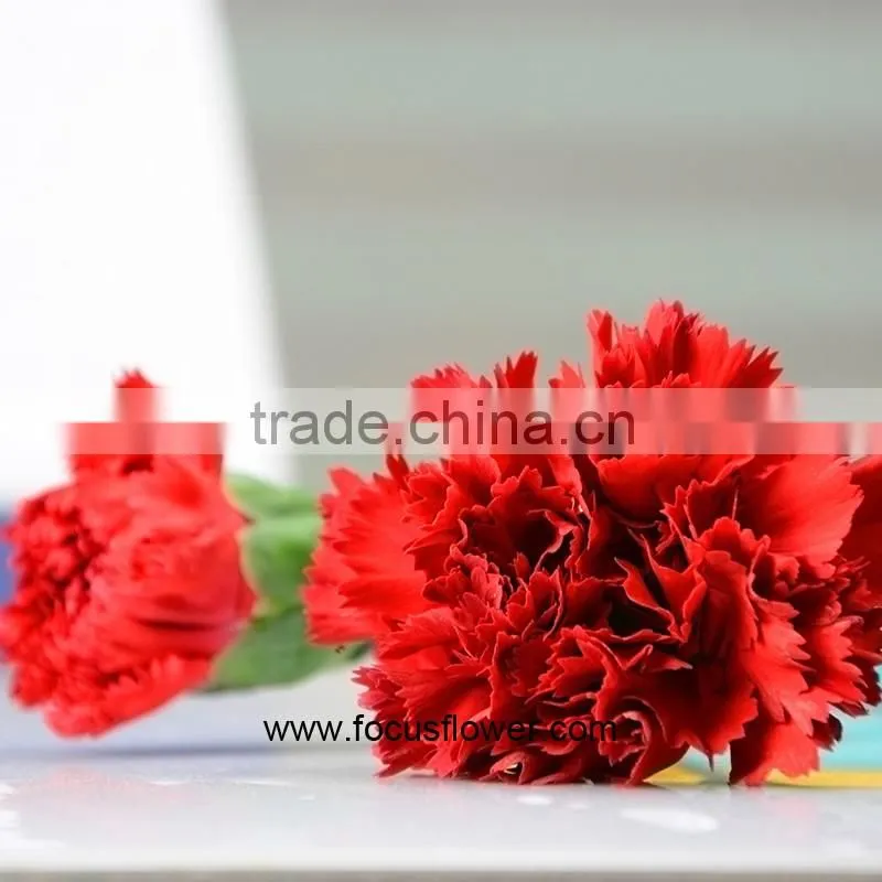 Decoration Weddings High Quality Carnation With Good Packaging Superbly Natural Carnation Flowers