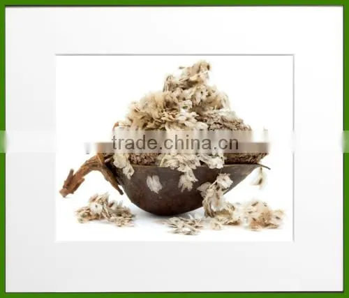Paulownia tomentosa tree/paulownia flower/royal paulownia flowering tree seeds for sale