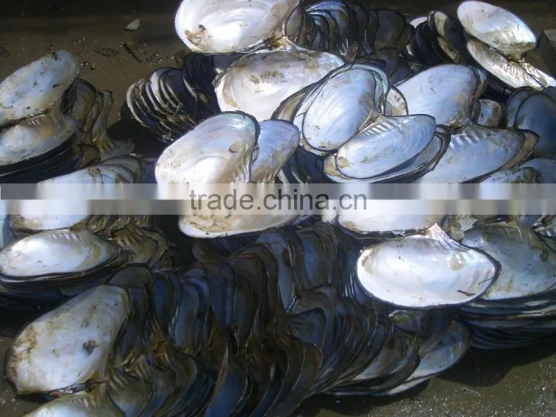Wholesale natural raw river shells for button making