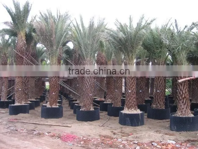 fast grow rapid cultivating root container