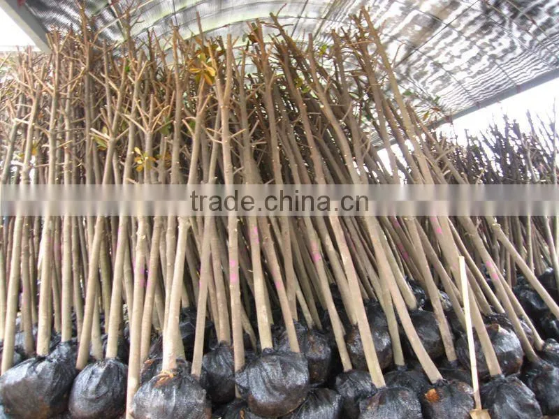 Magnolia grandiflora download from lorry