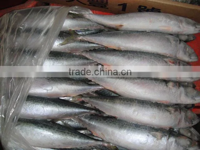 whole round frozen pacific mackerel fish