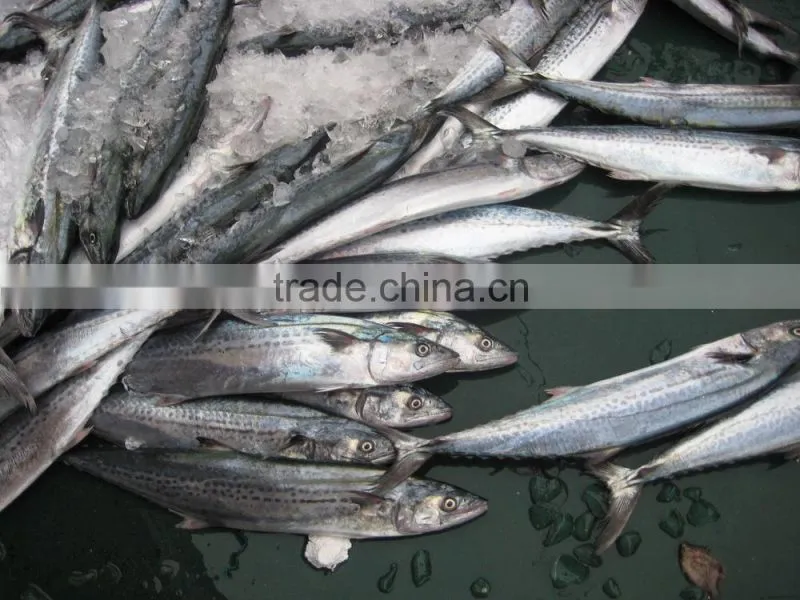 Whole Round Spanish Mackerel with size 1-2kg