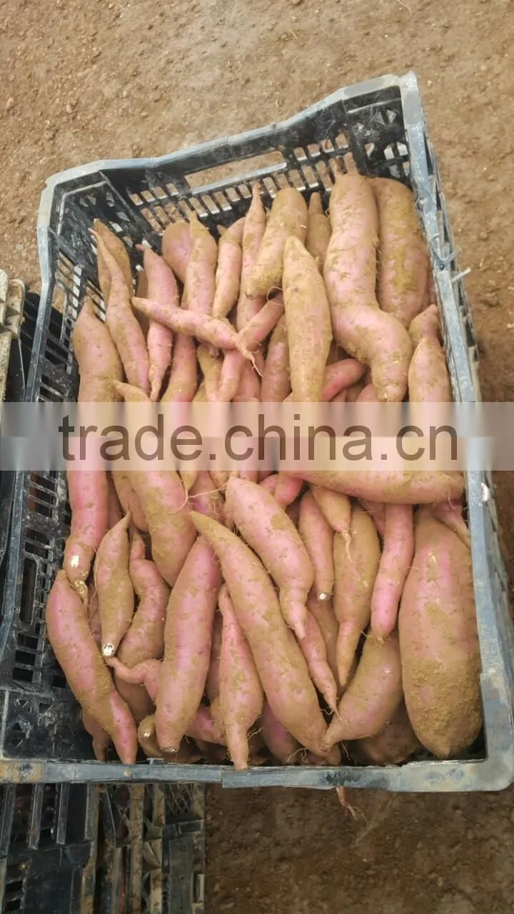 Sweet Japanese Potato
