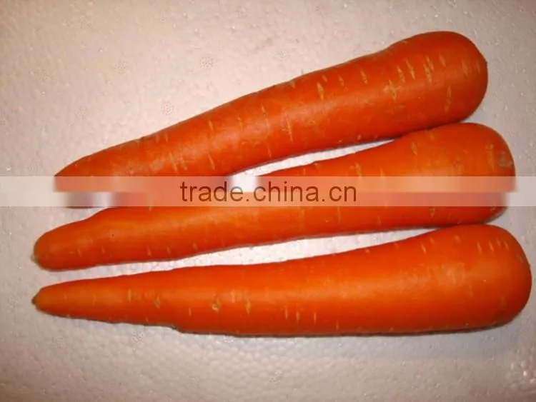 Carrot Price Carrot Farm Carrot Exporter 2016 best quality