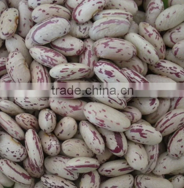 Light Speckled Kidney Beans Long Shape (Heilongjiang)