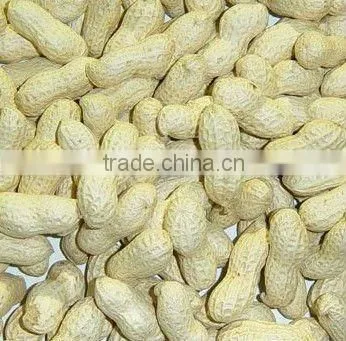 Blanched peanut kernels 2 x 12.5kgs vaccum packing