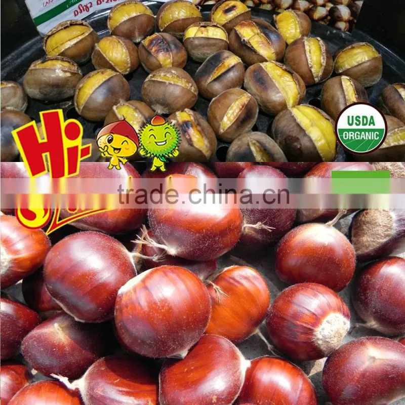 Eating chinese chestnuts