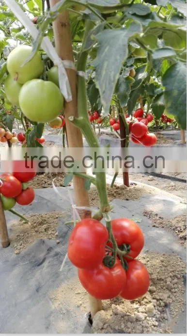2016 New Hybrid Tomato seeds for growing-TianFu360