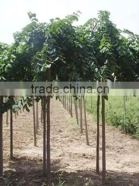 Ulmus pumila L. seedling