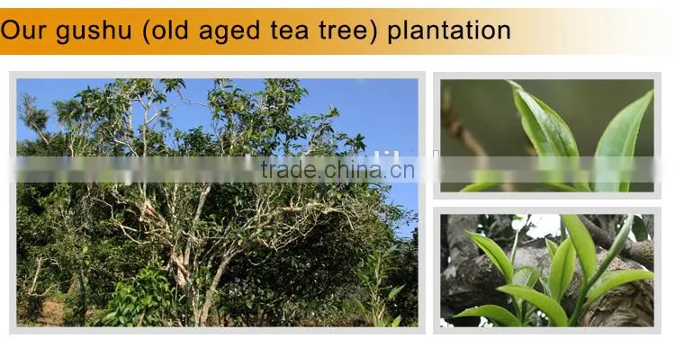 2014 Spring YiWu Tea Mountain Ancient Arber Raw Puer Tea Drinks Lower Blood Pressure