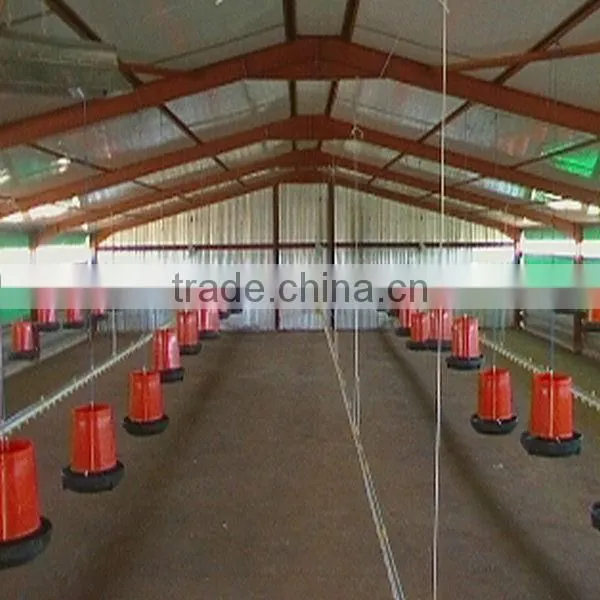 chicken poultry shed