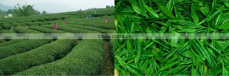 Tai Ping Hou Kui, Monkey King, Green Tea, Chinese Tea