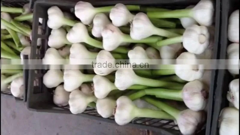 Garlic