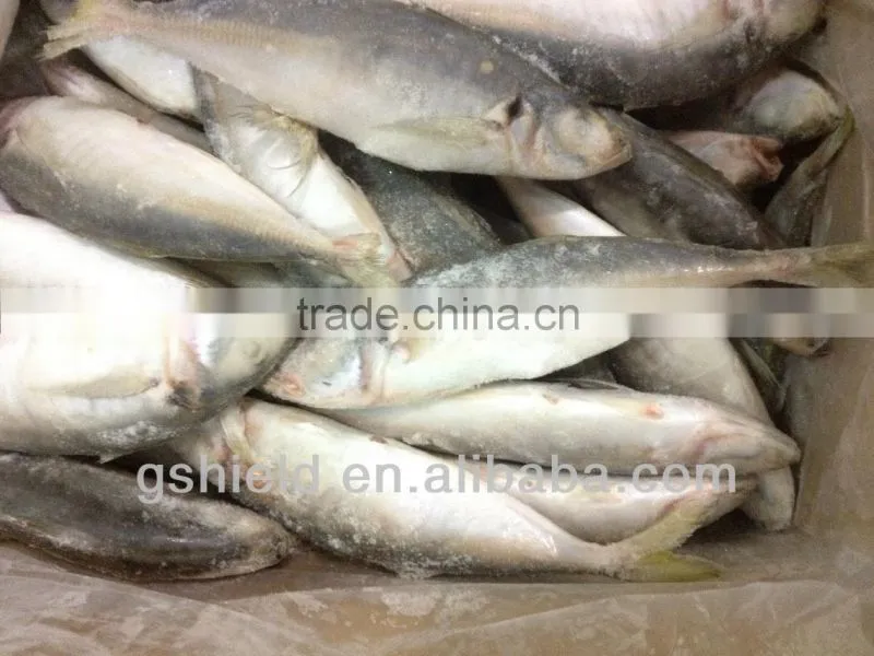 2016 IQF 5-6pcs/kg whole round frozen small eye round scad