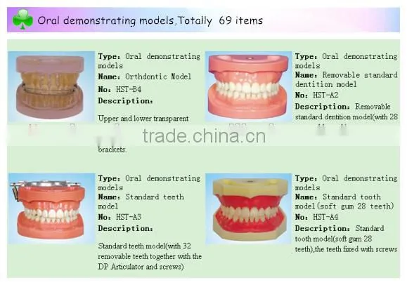 Root Canal Filling Model dental model