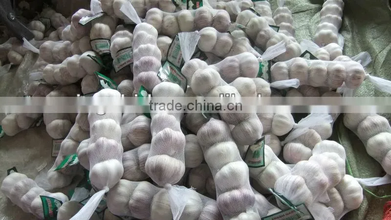 fresh garlic