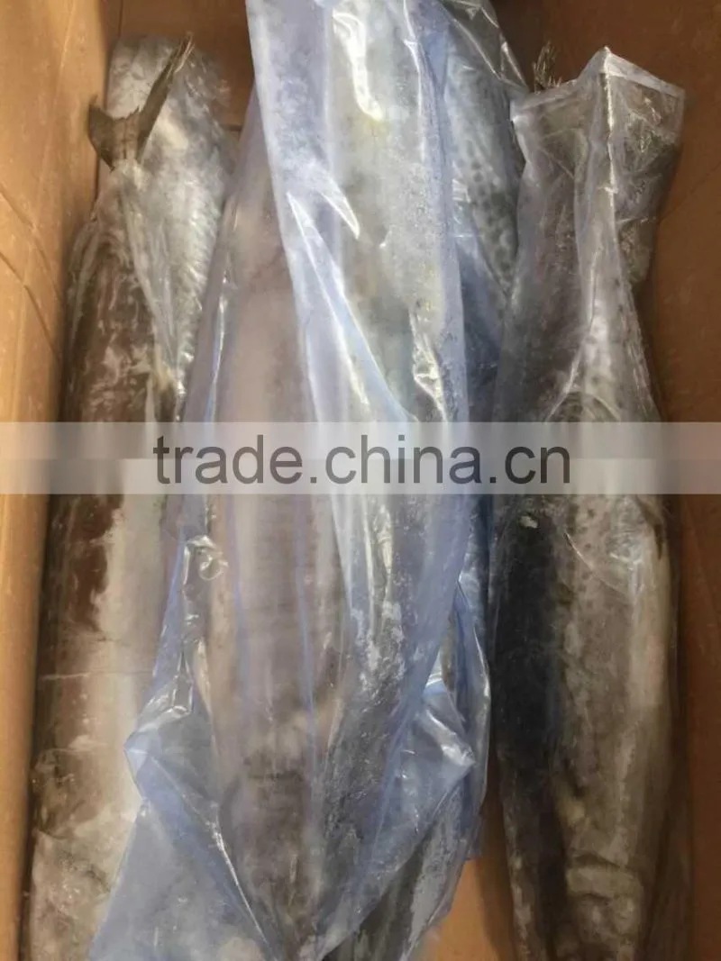 Sea Frozen Fresh Spanish Mackerel For Sale