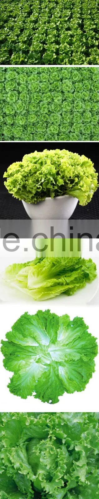 iceberg lettuce for export led grow lights for lettuce