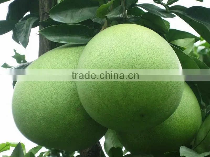 Top honey Pomelo China