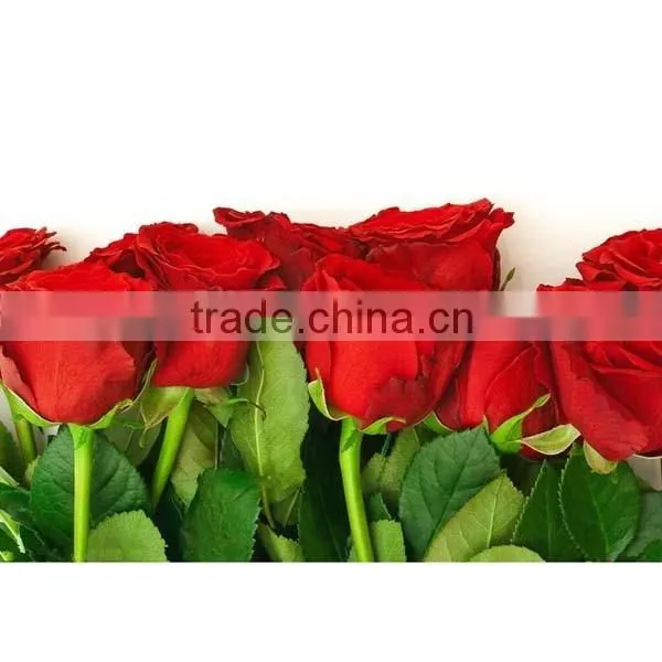 Supply High Quality Fresh Cut Flower Red Rose