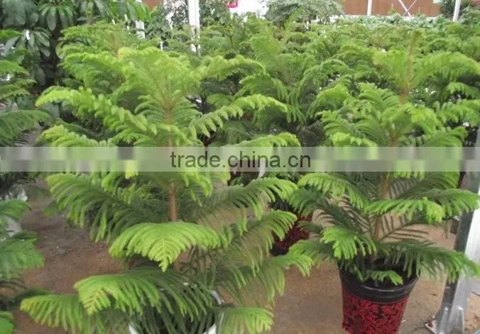 Hoop Pine, Araucaria cunninghamii Sweet Seedlings, as Bonsai, Pot Plants or Outdoor Plants