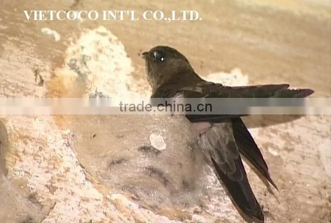 BIRD NEST