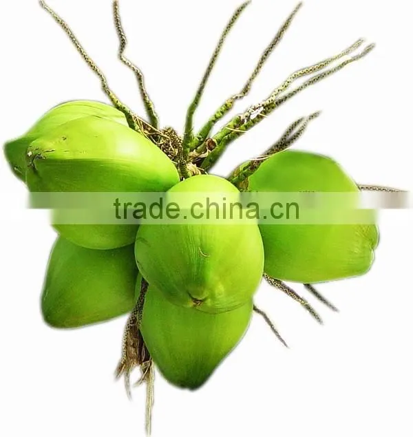 100% natural and pure saw palmetto P.E/Serenoa Repens herbal extract /Saw Palmetto Extract with Fatty acid 25%-45%